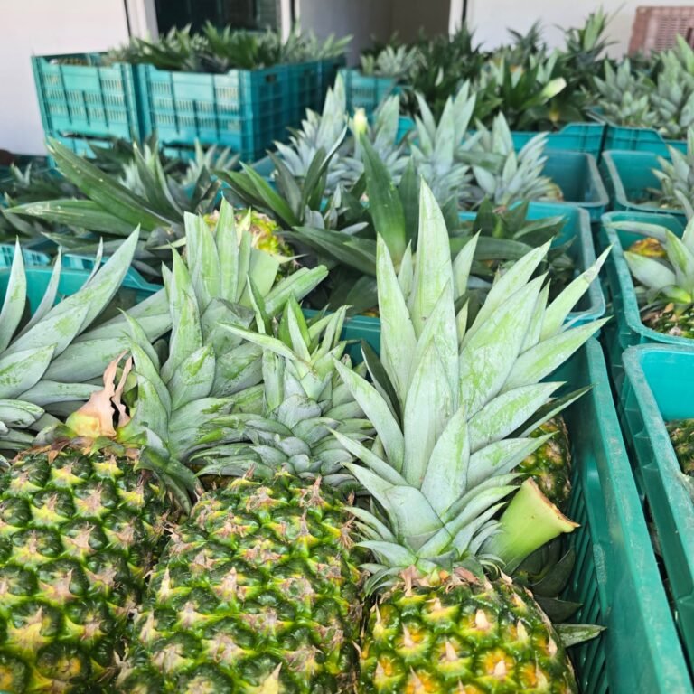 La Mejor Cosecha: pina fresca detalle