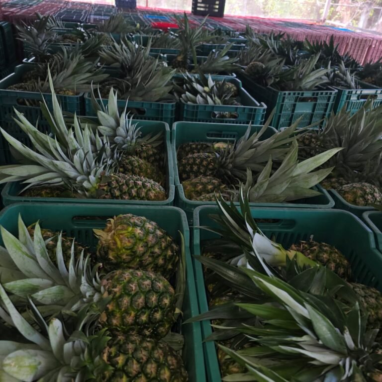 La Mejor Cosecha: pinas cajas recepcion