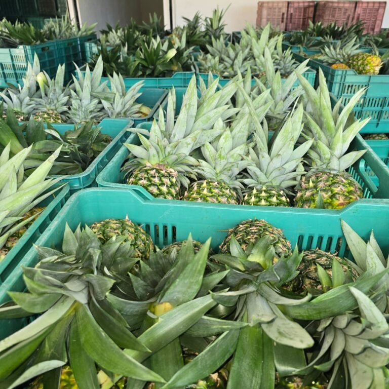 La Mejor Cosecha: pinas frescas cajas