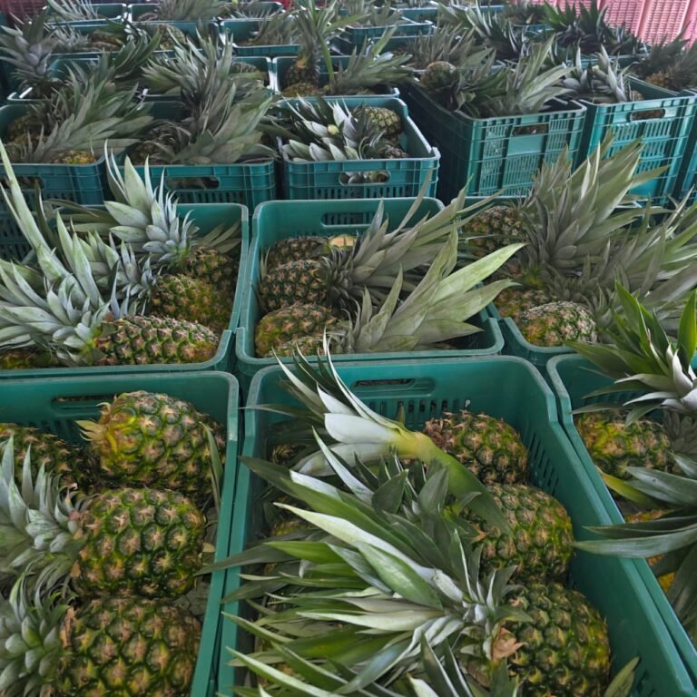 La Mejor Cosecha: pinas frescas cajas cosecha