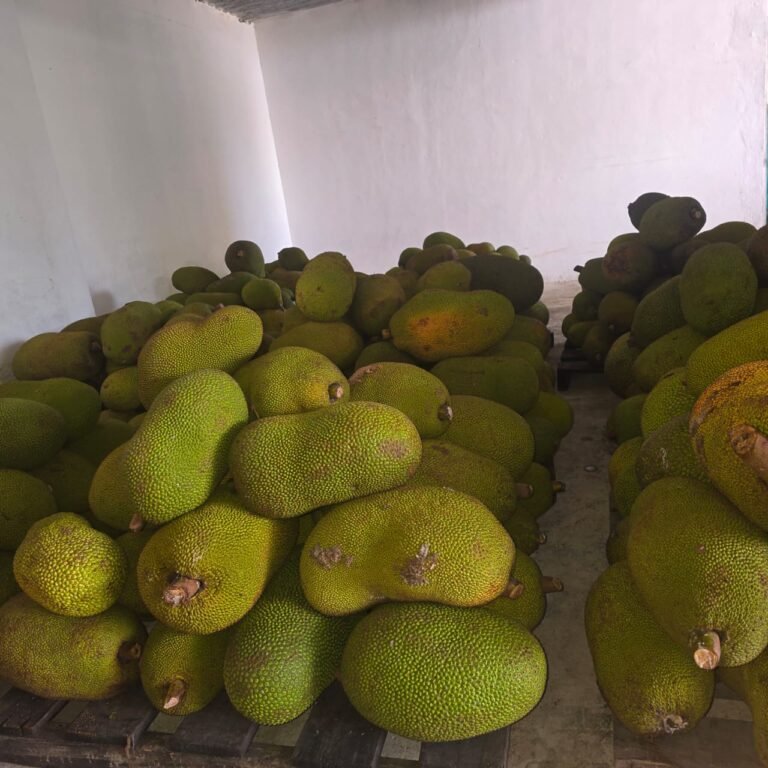 La Mejor Cosecha: yacas frescas acopio