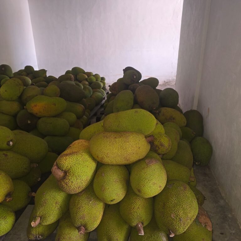 La Mejor Cosecha: yacas frescas acopio bodega