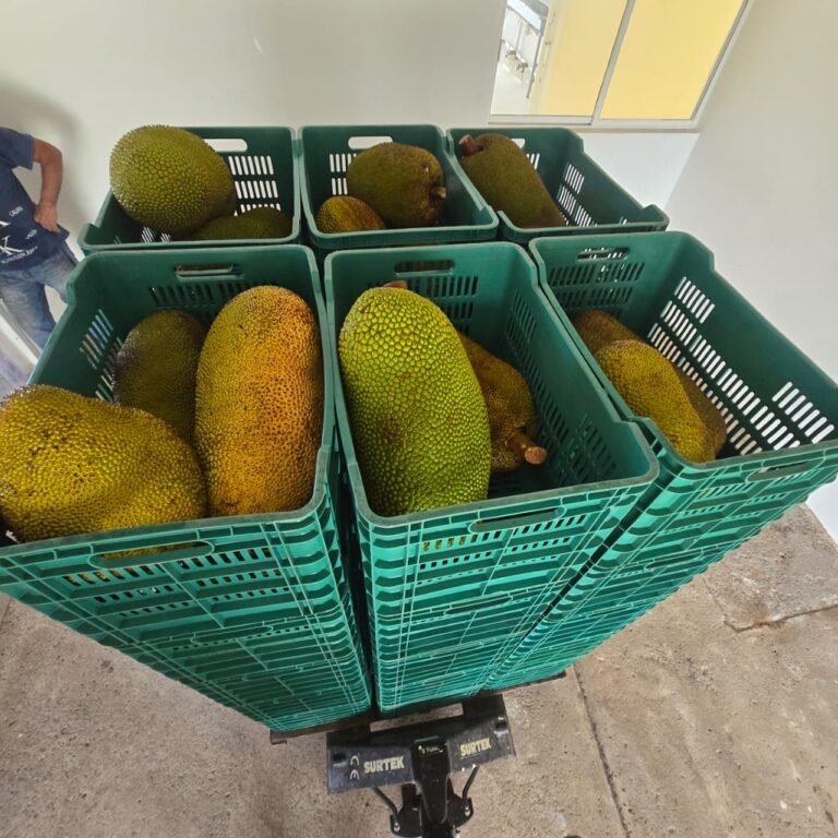 La Mejor Cosecha: yacas frescas cajas bascula